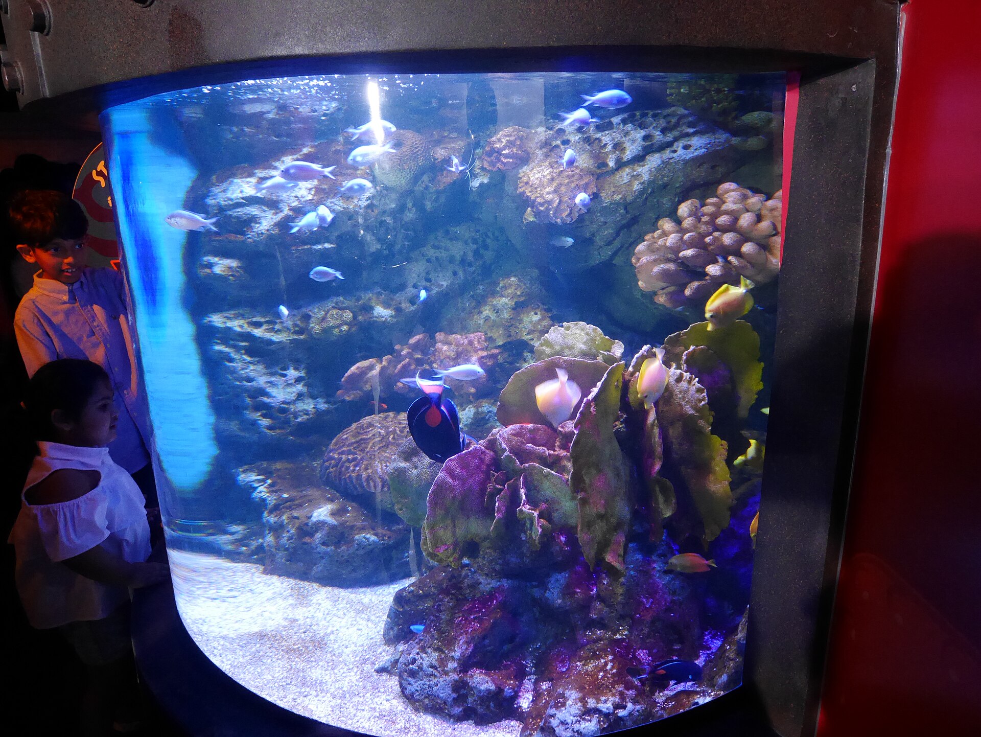 孩子站在曼谷海洋世界的大型魚缸前觀賞魚群