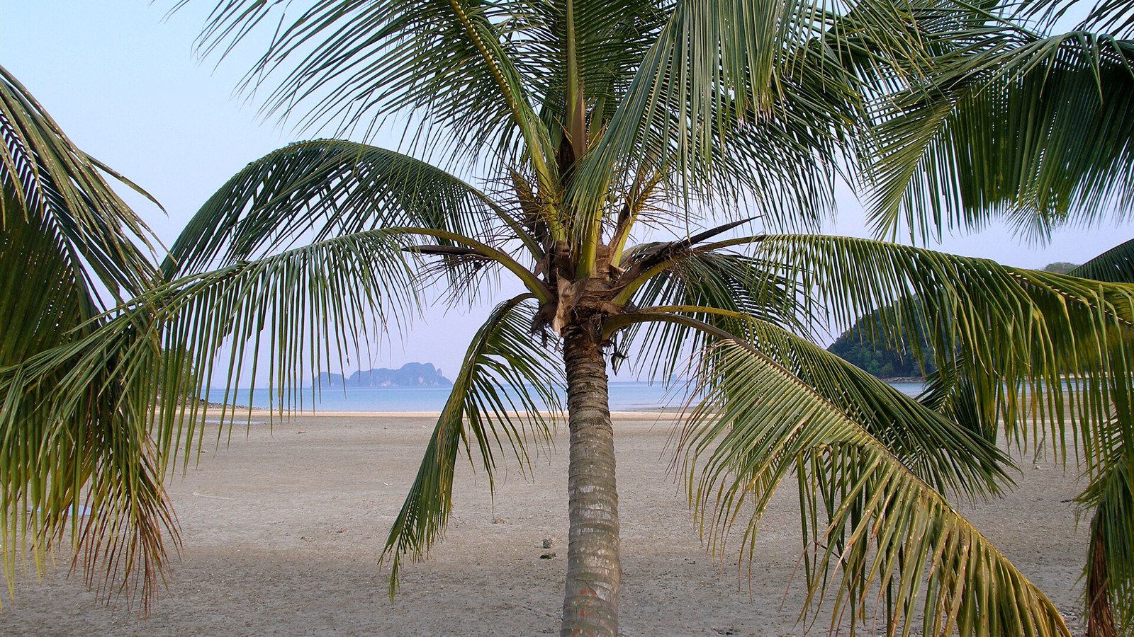 攀牙灣瑤諾島海灘旁的棕櫚樹，呈現島上海岸環境；不是 Koyao Island Resort 或 Cape Kudu 的飯店實景