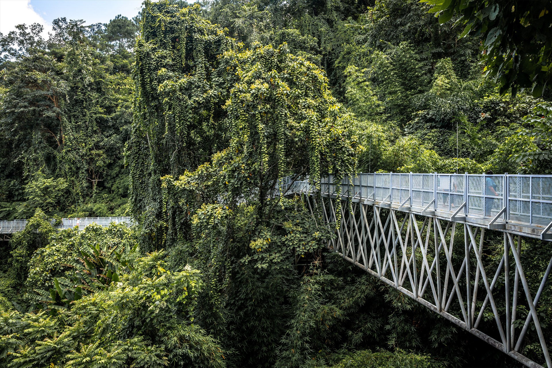 詩麗吉王后植物園林間樹冠步道，呈現植物園一側的體驗