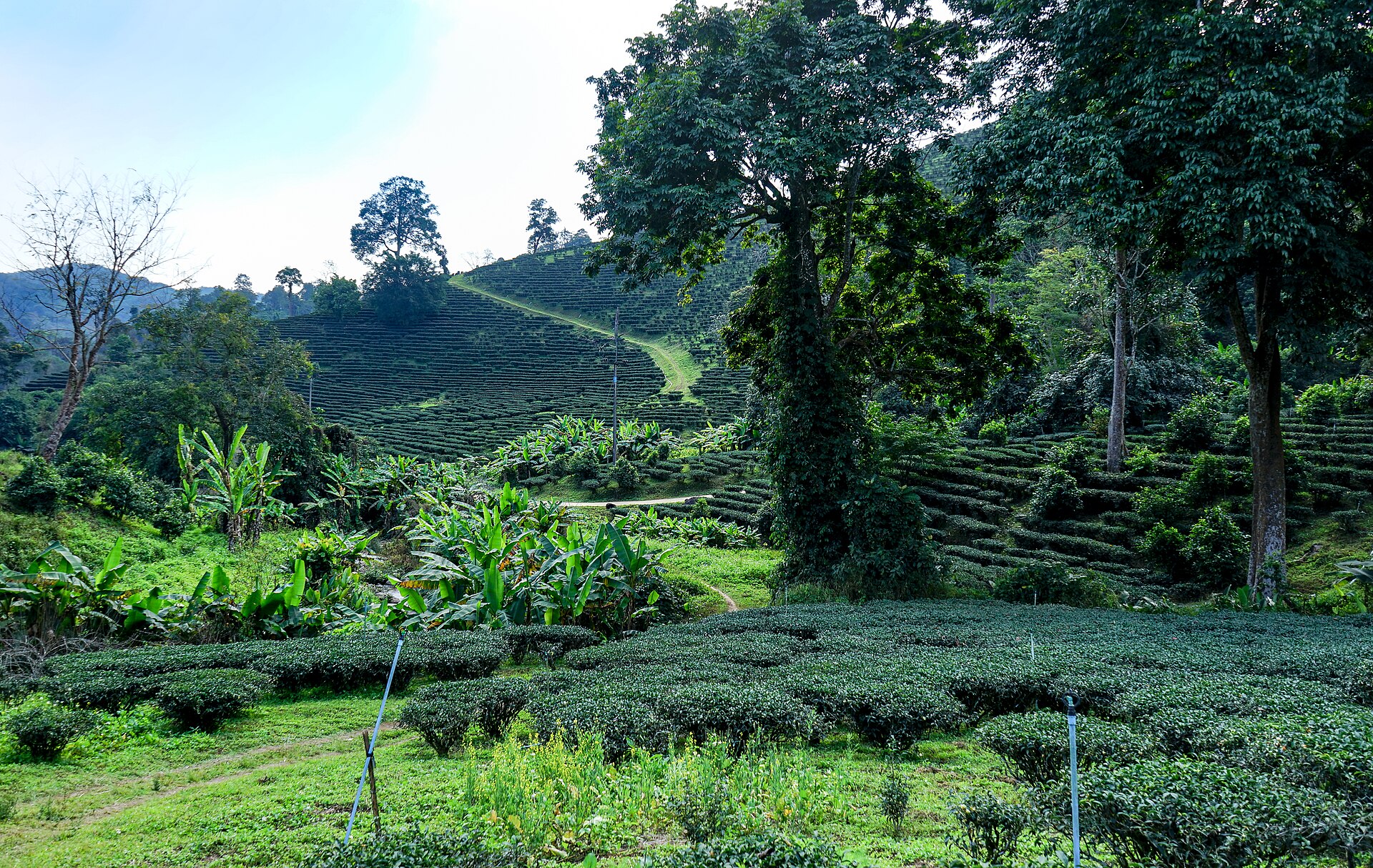清萊府茶園與山巒景色，呈現市區以外的北部地景，並非飯店實景