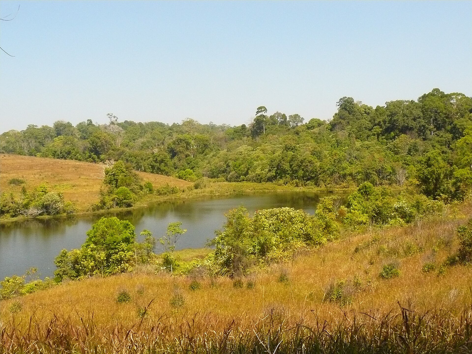 考艾國家公園湖面倒映周圍森林，呈現目的地景色而非本文飯店